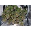 Auto Gorilla Glue, Фасовка: 5, изображение 7